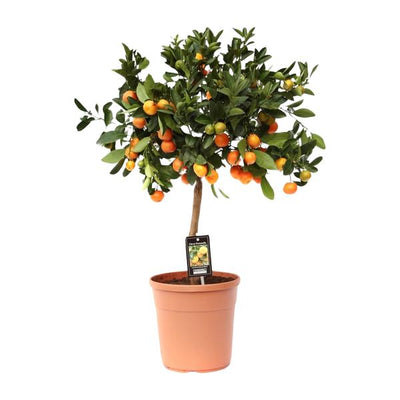 Citrus Calamondin - Citrus Plant - Pot Ø22cm -  Hoogte ↕80cm