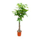 Pachira Aquatica (Money Tree) | Houseplant