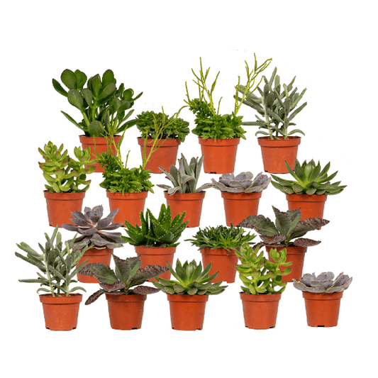 Succulenten Mix - 18 stuks - Ø8,5cm - ↕10 cm