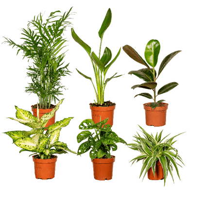 Groei Geluk Cadeaubox- Ø12cm - ↕25cm - x6