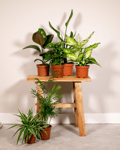 6x Groei Geluk Cadeaubox | Kamerplant - Planttoday