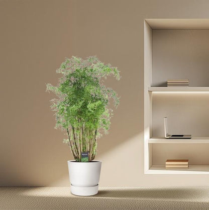 Polyscias Hawaiiana Ming -Prachtige kamerplant - Hoogte 90 cm - Ø24cm