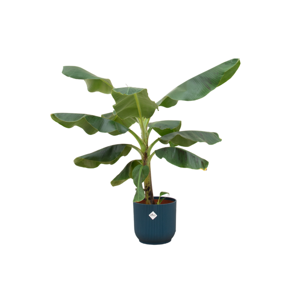 Combinatie deal - Bananenplant (Musa) inclusief elho Vibes Fold Round blauw Pot Ø22 - Hoogte 100 cm