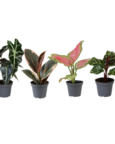 4x Groei Geluk Cadeaubox | Kamerplant - Planttoday