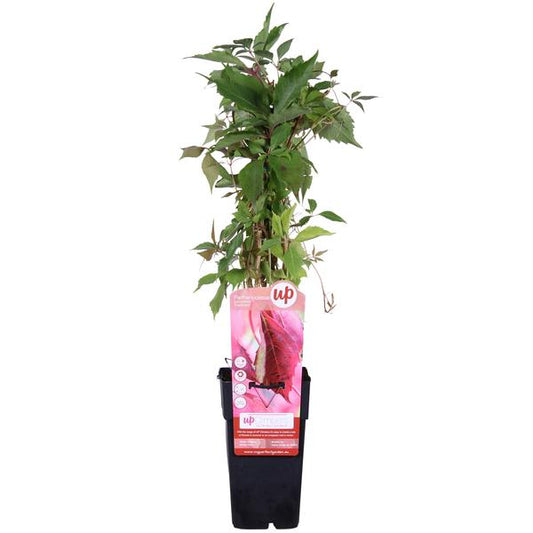 Parthenocissus q. var. 'Engelmannii' - Wilde Wingerd | Snelgroeiende Klimplant  Ø15cm - ↕65cm