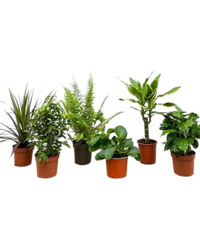 6 x Verrassingsbox | Planten - Planttoday