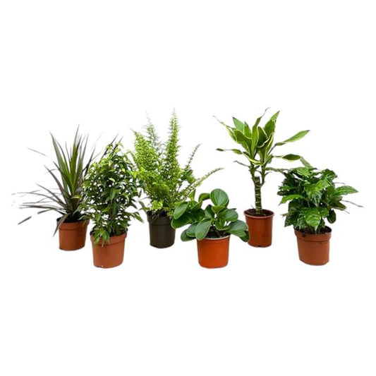 Überraschungsbox - 6 Pflanzen - Pflanzen