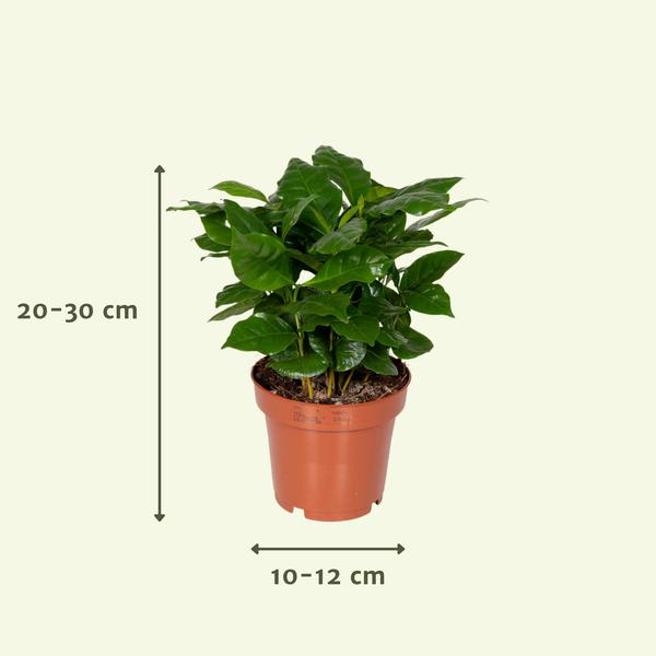 Groei Geluk Cadeaubox - Ø12cm - ↕25cm - x8