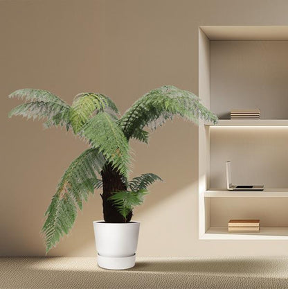 Dicksonia Antarctica - Zuidpoolvaren Hoogte 180cm - Pot ø50