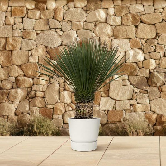 Yucca Rostrata - Tropische Schoonheid. 80 - 100cm- Ø38