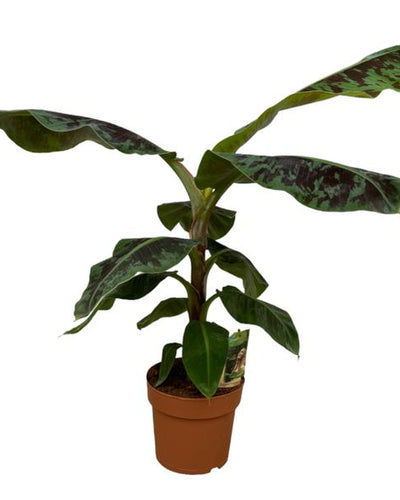 Musa Kamerplant | Bananenplant - Planttoday