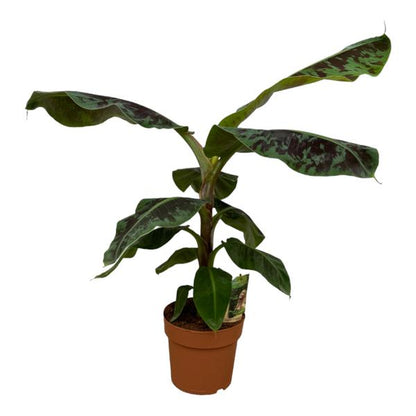 Bananenplant - Musa - diverse maten nu bij Planttoday