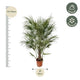 Chamaerops Humilis – Prachtige Europese Dwergpalm