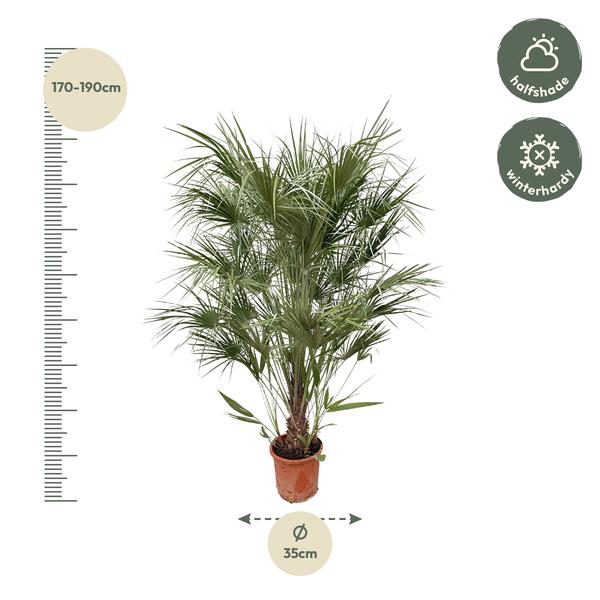 De Chamaerops Humilis is een tamelijk makkelijke plant. Het is een typische waaierpalm die compact opgroeit als een bossige struik. De Chamaerops humilis palmboom kan een uiterste hoogte van 8 meter halen, maar meestal blijft het bij 1 a 2 meter. De bladstelen zijn kort en zitten vol stekels (pas dus op).
