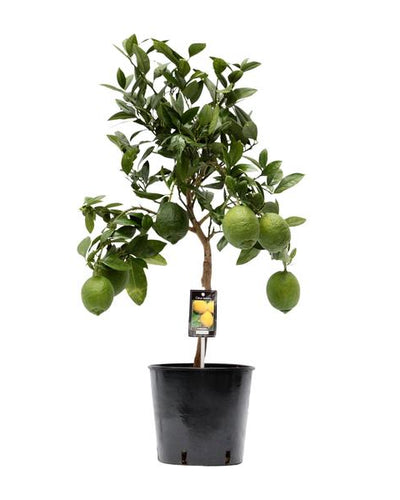 Citrus Lemon Boom Buitenplant | Citroenboom - Planttoday