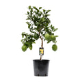 Citrus Lemon Boom Buitenplant | Citroenboom - Planttoday