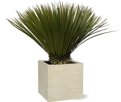 Stoere Yucca Rostrata van 75-80 cm hoog in een ronde pot van Ø30 cm