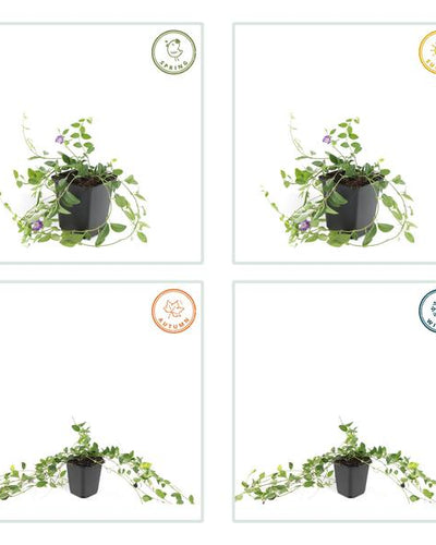 Vinca minor 'Atropurpurea' Buitenplant | Vlambloem - Planttoday