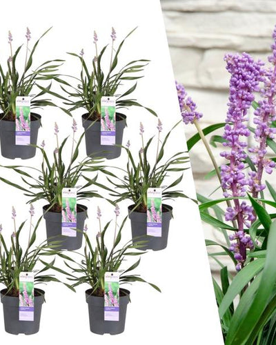6 x Liriope muscari 'Ingwersen' Buitenplant | Siergras - Planttoday