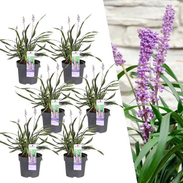 6 x Liriope muscari 'Ingwersen' Buitenplant | Siergras - Planttoday