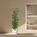 Monstera Monkey Leaf | Gatenblad met Mosstok | Kamerplant - Planttoday