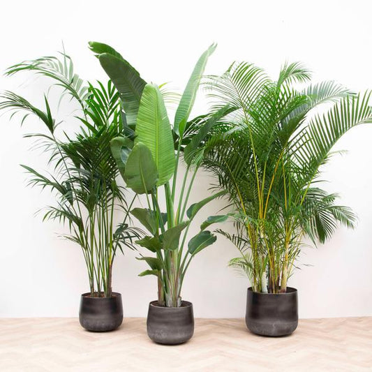 Voordeelpakket XXL - Trio - Kentia 200 cm, Strelitzia Nicolai 225 cm, Areca 200 cm