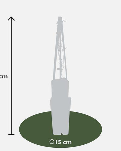Clematis Jackmanii Buitenplant | Diep Paarse Clematis - Planttoday