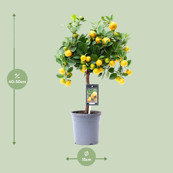 Citrus Calamondin Sinaaappelboom - Eetbaar - Pot Ø15cm - Hoogte ↕45cm