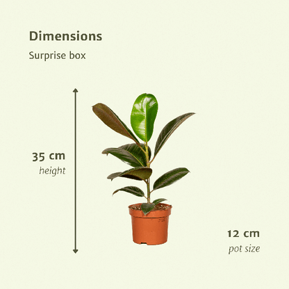 Groei Geluk Cadeaubox- Ø12cm - ↕25cm - x6