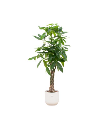 Pachira Aquatica Combi Deal Kamerplant | Waterpalm - Planttoday