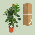 Monstera Deliciosa | Kamerplant - Planttoday
