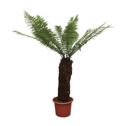Dicksonia Antarctica - Zuidpoolvaren - Hoogte 230cm - Pot ø55cm