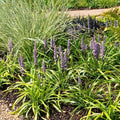 6 x Liriope muscari 'Ingwersen' Buitenplant | Siergras - Planttoday