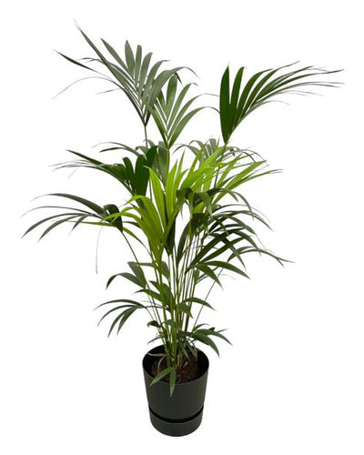 Kentia Palm 160cm + Elho Greenville Round Zwart Ø30 Pot