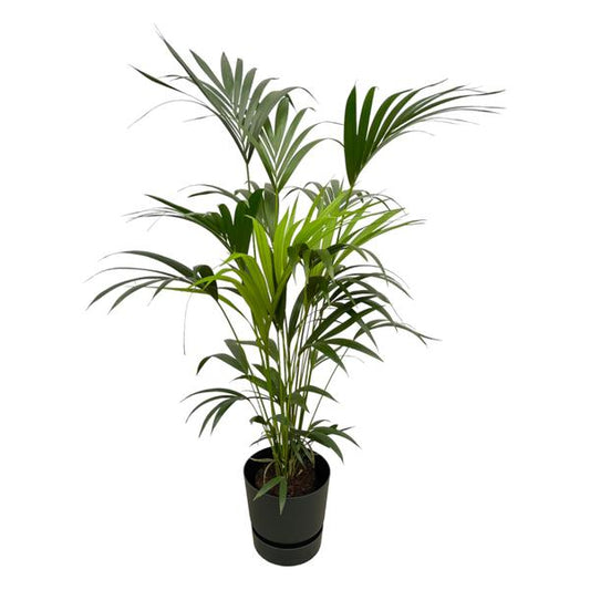 Kentia Palm 160cm + Elho Greenville Round Zwart Ø30 Pot