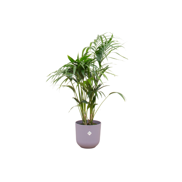 Combi deal - Kentia palm including elho Jazz Round lilac Ø26 - 130 cm