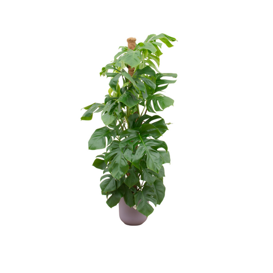 Monstera Pertusum XL Combi Deal | Kamerplant