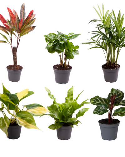 Kleine kamerplantjes mix in mini potjes.