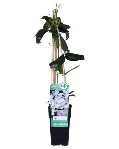 Clematis armandii Buitenplant | Groenblijvende Clematis Wit - Planttoday