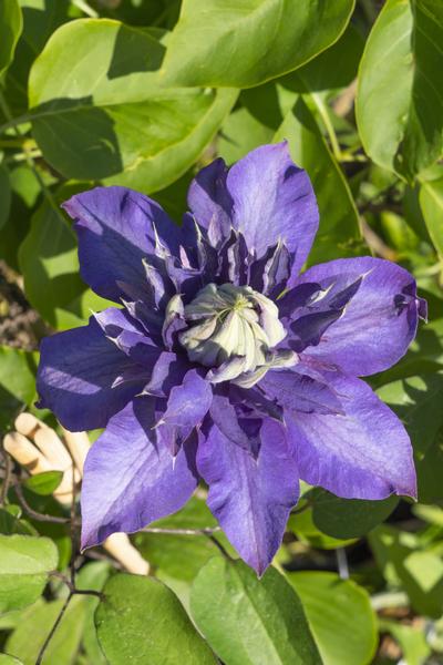 4x - Clematis Multi Blue - Bosrank Blauw- ↨65cm - Ø15