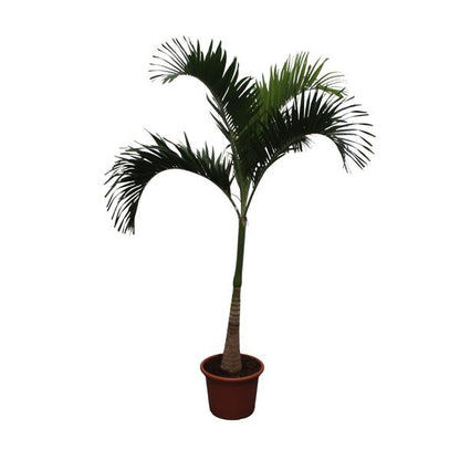 Veitchia Merrillii (Adonidia) Palmboom - 250 cm - ø50