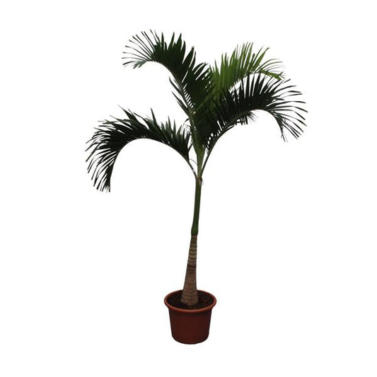 Veitchia Merrillii (Adonidia) Palmboom - 250 cm - ø50