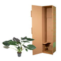 Alocasia Wentii Kamerplant | Olifantsoor - Planttoday