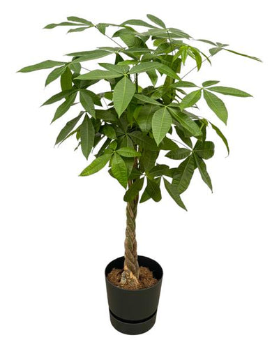 Pachira Aquatica inclusief elho Greenville Round zwart - 140cm - Ø30