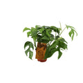 Monstera Minima - Kamerplant