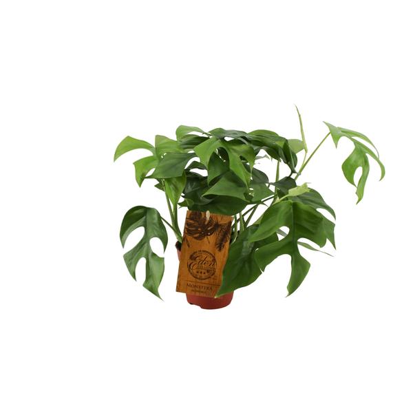 Monstera Minima - Kamerplant