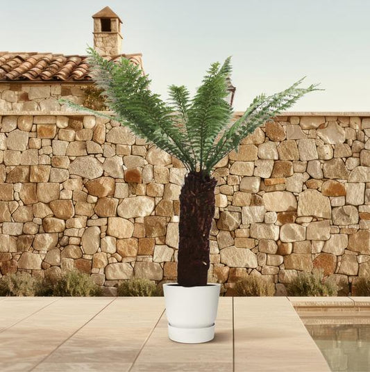Dicksonia Antarctica - Zuidpoolvaren - Hoogte 230cm - Pot ø55cm