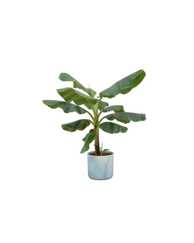 Musa Combi Deal Buitenplant | Bananenplant - Planttoday