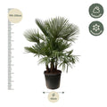 Trachycarpus multi stam | Tuinplant - Planttoday