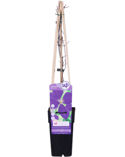 Clematis Jackmanii Buitenplant | Diep Paarse Clematis - Planttoday